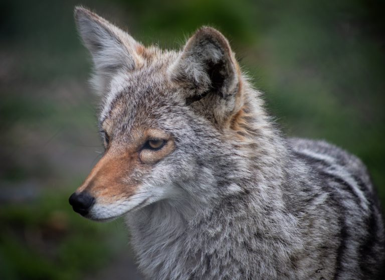 Coyote vs. Squirrel – One Town’s Race For Mayor