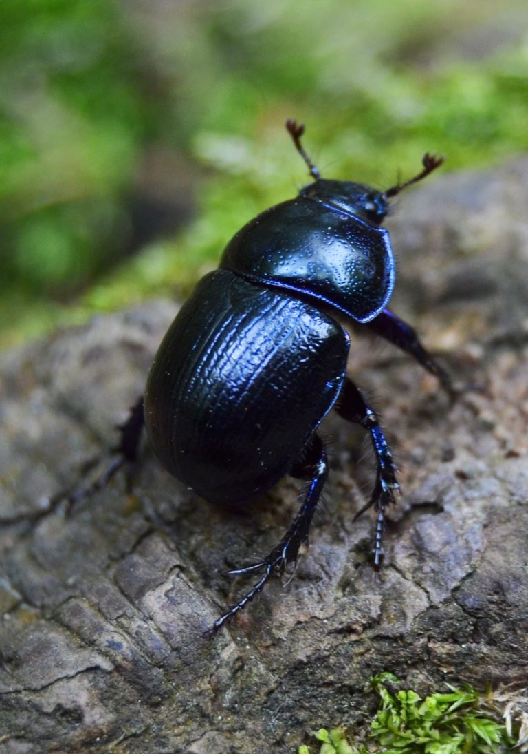 What Do You Collect? For One, It’s Beetles and Enchiladas