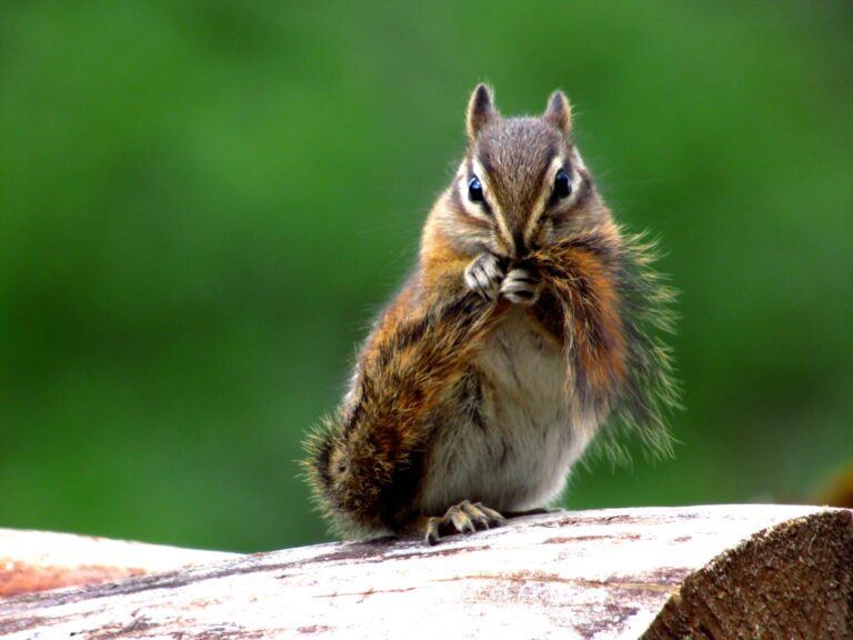 The Facts Behind The Excitable Chipmunk Scare Of 2007: What You Need To Know